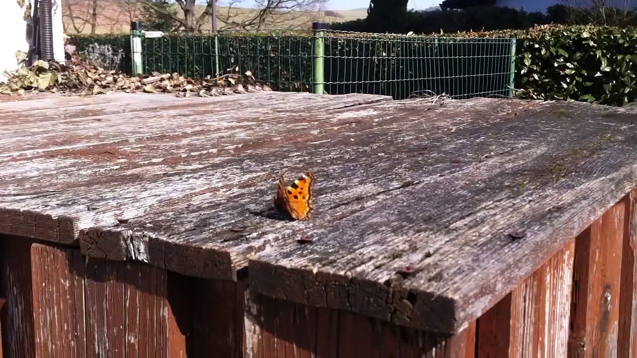 Schmetterling / Butterfly (Aglais urticae)