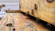 mudsongs.org: Slow Motion Honey Bees (Camera Test)