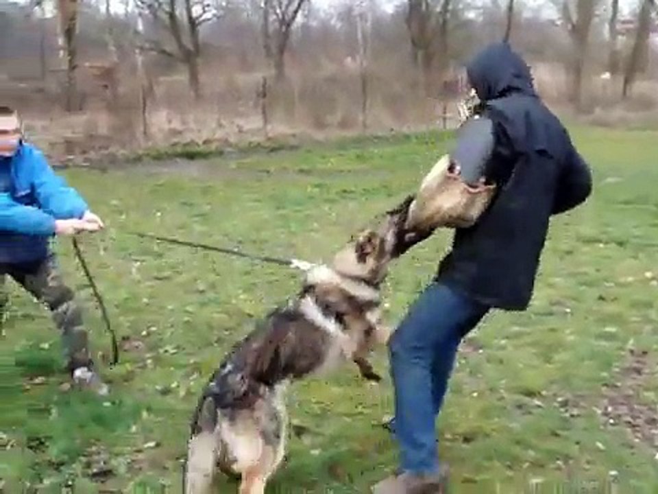 Berger allemand travail ring