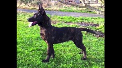 Knpv apport  16 weeks Razor BRN 21561 .Father  Boris x Isis