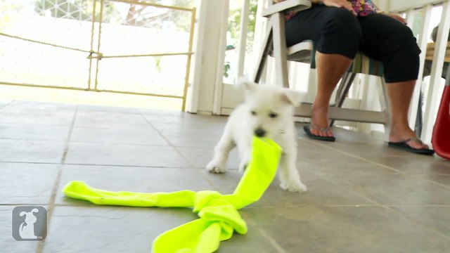 West Highland Terrier Puppies Are the Absolute Cutest Puppies in the World