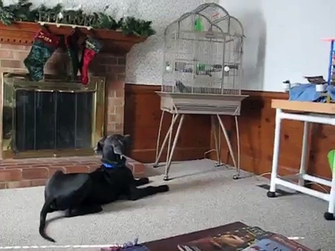 Great Dane Puppy Charlton and Dax the African Grey Parrot