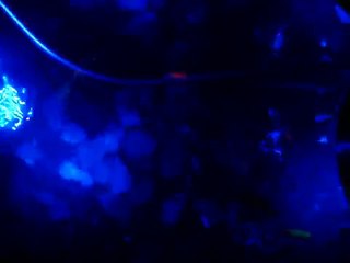 Mi Acuario Luz de Luna Led Azul Cebras Fosforescentes