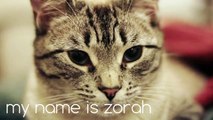 Lynx Point Siamese Cat - Introducing Zorah