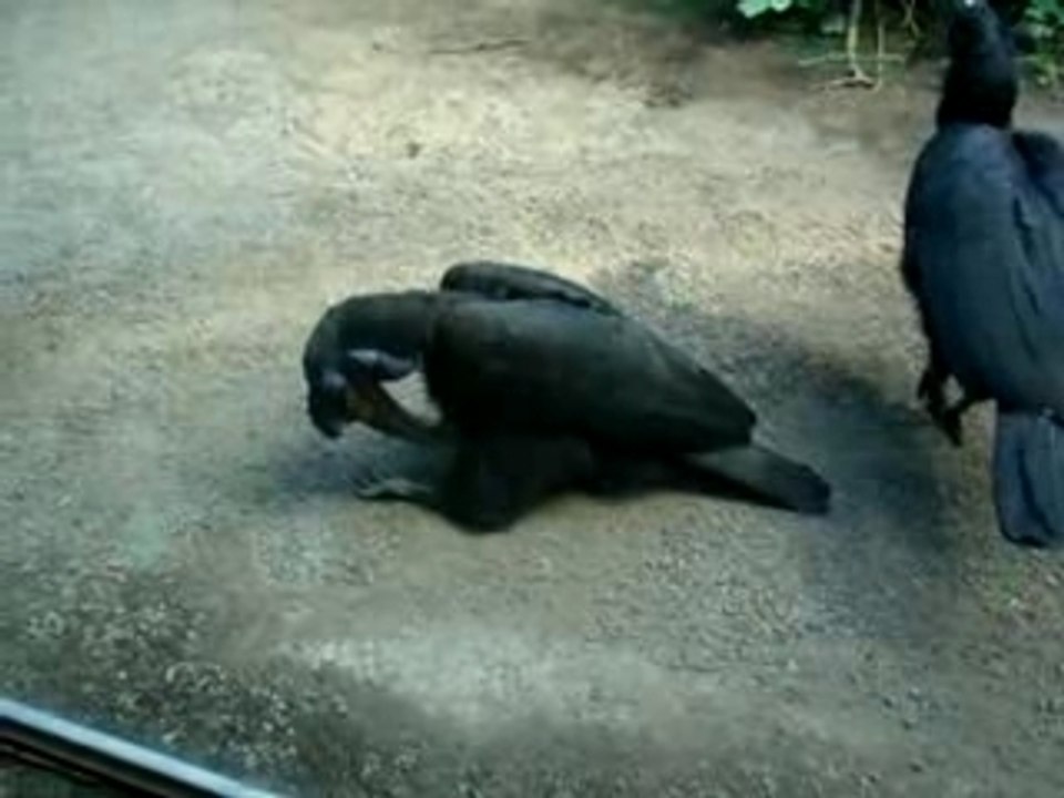 zoo - oiseaux