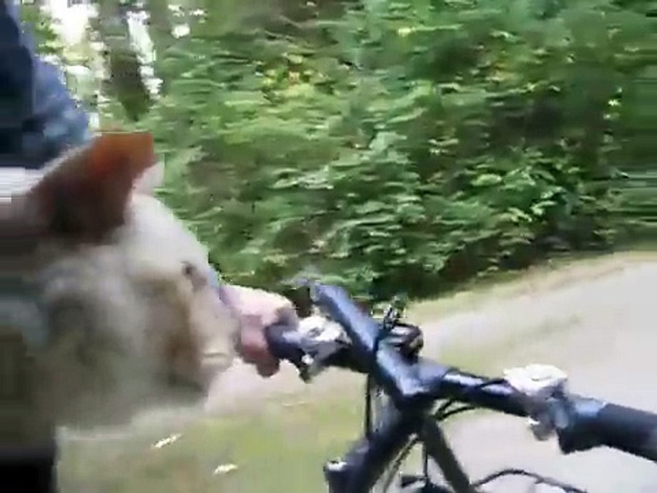 cat on a bike in a baby sling (with music)