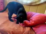 Verrückte Katze klaut Kissen