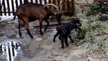 Chèvres Alpines des Tourelles - Entre 2 averses, les chevreaux en profitent pour jouer