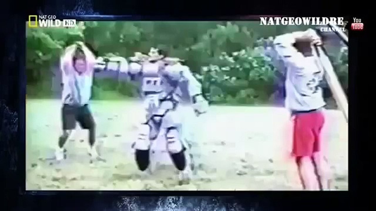 TOP 10 Attack of Animals on people   Ultimate Animal Countdown Attack