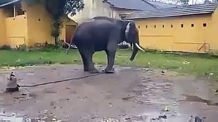 Wild Attack 137 ELEPHANT ATTACK TOURIST PEOPLE TOP TEN10@ANIMAL