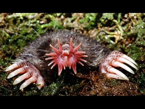 Os animais mais estranhos do mundo