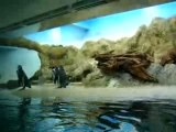 zoo - pingouins
