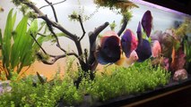 Baby Sterbai Corydoras ~ Amber's Aquariums