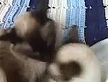Cats in Love - Miyu & Chai kissing 1