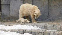 【可愛い】円山動物園でホッキョクグマの赤ちゃん一般公開！@北海道札幌市 Polar bear baby!! Sapporo Maruyama Zoo,Hokkaido