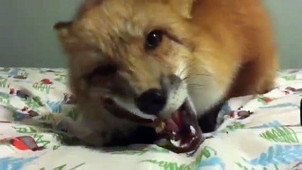 Fox eating pig ear.