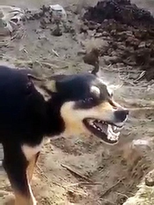 Funny colgate dog