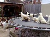 BULGARIAN SHEPERD DOG   PUPPIES    IN U.K.