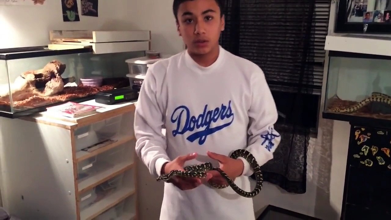 Reptile Collection-Carpet Pythons