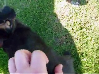 Neighborhood Kitten wants Attention