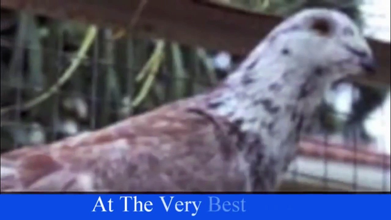 Homing Pigeons For Sale Top Bred Homing Pigeons For Sale Directly To You