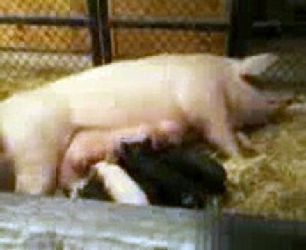 Piglets Suckling