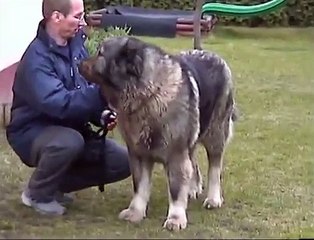Janka ,caucasian ovcharka female  8 years
