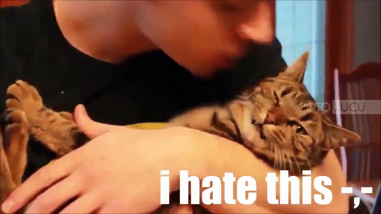 Funny Videos Of Funny Animals Compilation 2015   NEW Funny Animal Vedios 2015