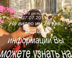 Щенки кавказской овчарки "Жемчужина Украины"