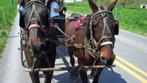 Ed's Buggy Rides in Amish Country, Pa..mp4