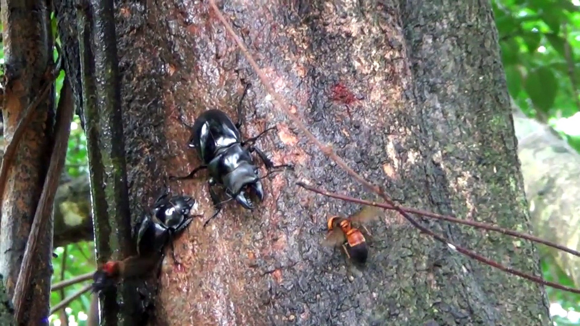 オニツヤクワガタの樹液場争い でもスズメバチの動きに注目 Video Dailymotion