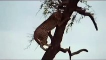 Hyena vs Cheetah , Animal Attack Cheetah vs Hyena ,Who Win?