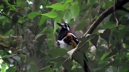 chestnut backed thrush singing