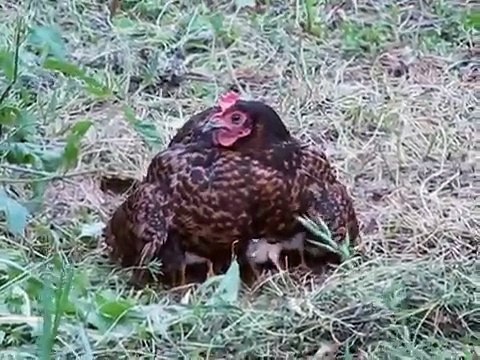 poules et poussins