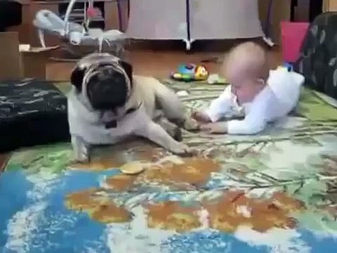 Мопс и малыш делят печенье Pug dog shares cookies with a child