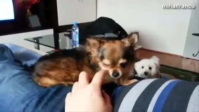 Amazing Funny Angry Dogs Barking And Growling Compilation 2014 Dog Barking Videos Video 2015