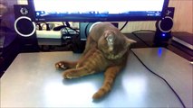 Amazing Funny Cat Sleeping Ð¡Ð¿ÑÑ‰Ð¸Ð¹ ÐºÐ¾Ñ‚ 2015