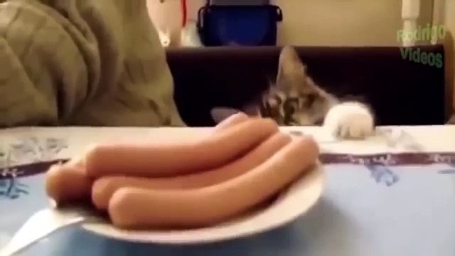 Gatos engraçados e Loucos Random #4 Funny and Crazy Cats