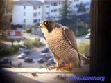Imbeccata Falco pellegrino (Falco peregrinus)