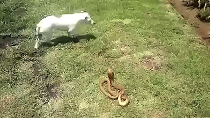 Dog Vs Snake Dangerous Fight