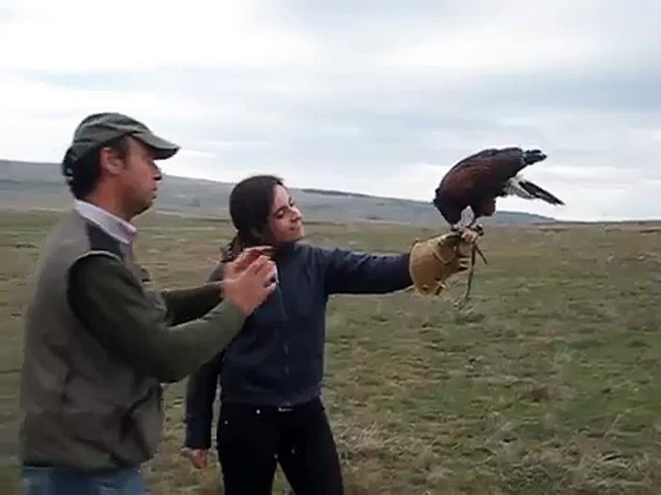 Spanish Falconry Course (Cetrería)