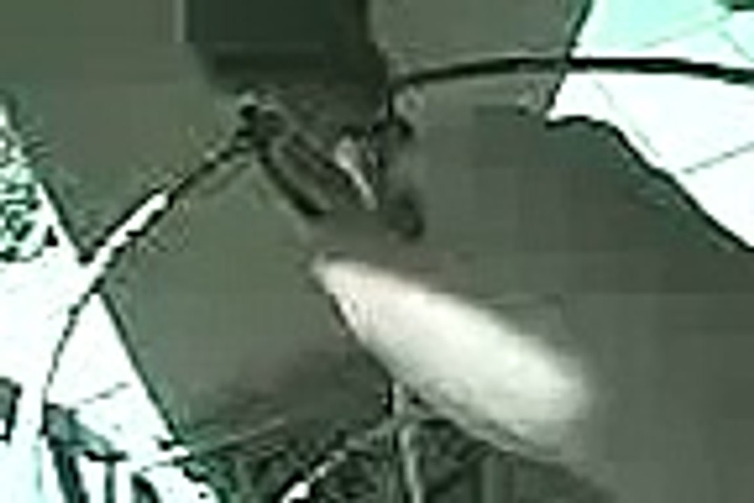 Cuco ataca