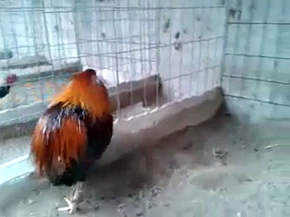 gallos bolos  El escalofrio