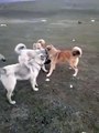 Kangal Köpek Boğuşmasını Kurt Köpeği Engelledi