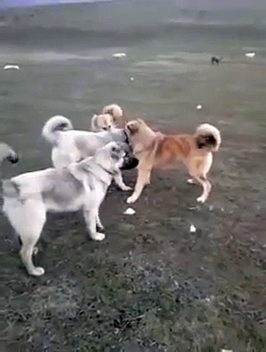 Kangal Köpek Boğuşmasını Kurt Köpeği Engelledi