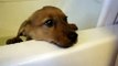 My Mini dachshund/Corgi doesnt want a bath!