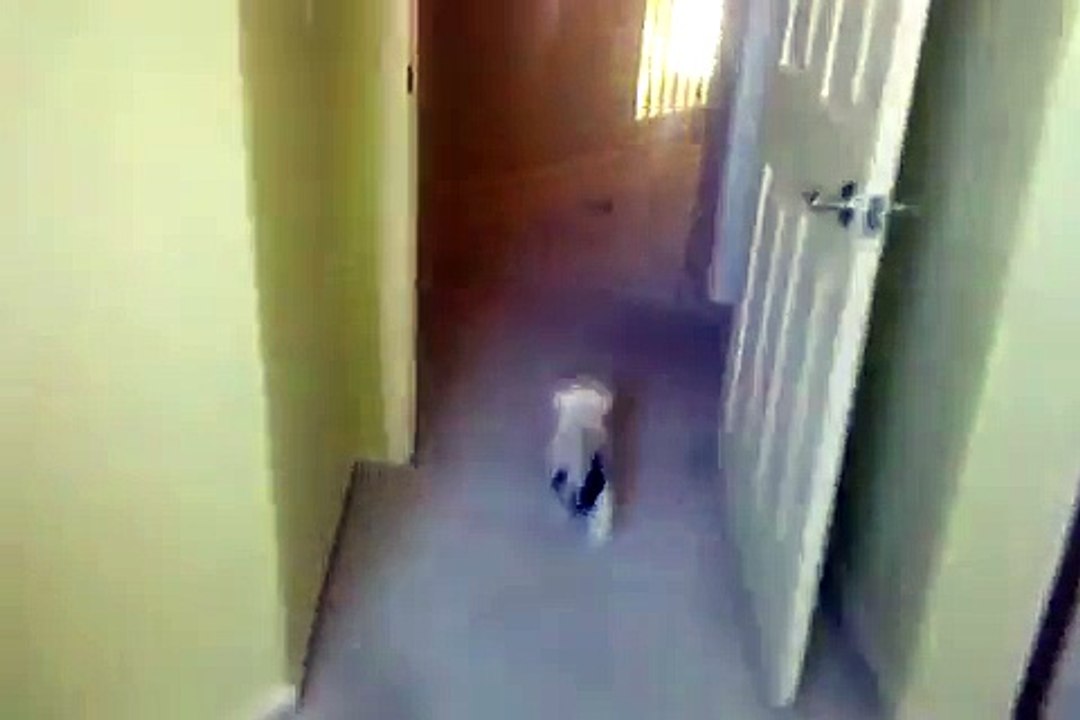 Yorkie & Maltese playing
