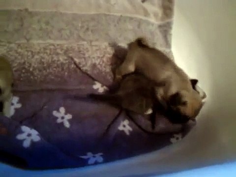 Pug Puppies Playing With Kitten