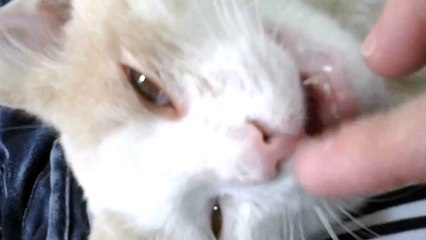 Кот спит как убитый