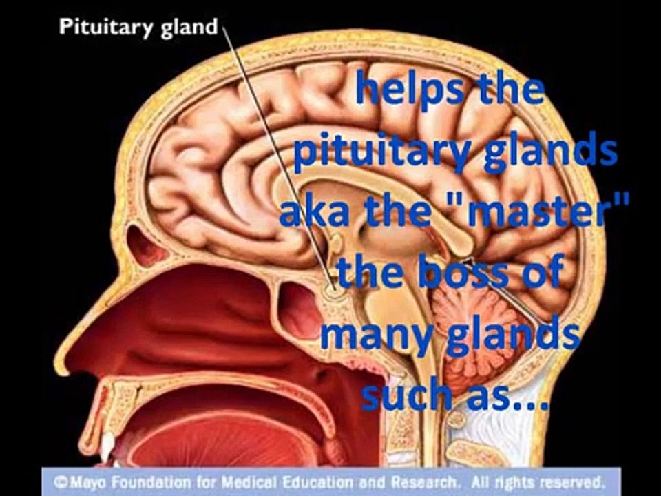 endocrine system song